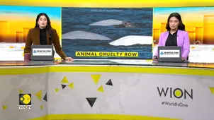 Beluga Whales become pawns in global outrage