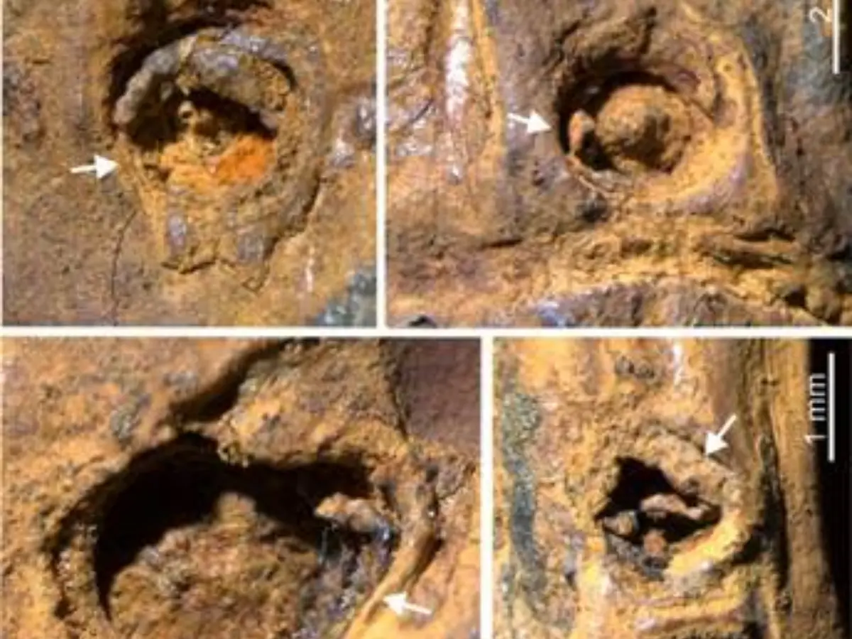 Indian scientists stumble upon 37,000-year-old bamboo stem with strange marks in Manipur. It changes things for Asia Indian scientists stumble upon 37,000-year-old bamboo stem with strange marks in Manipur. It changes things for Asia