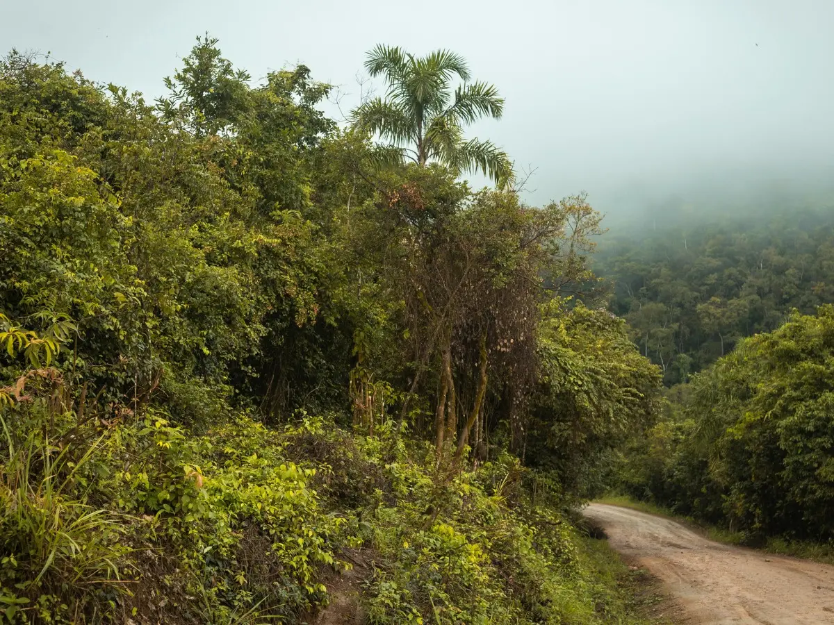 '50% of tribal population resides in forest areas': Here's how India looks after its indigenous people '50% of tribal population resides in forest areas': Here's how India looks after its indigenous people