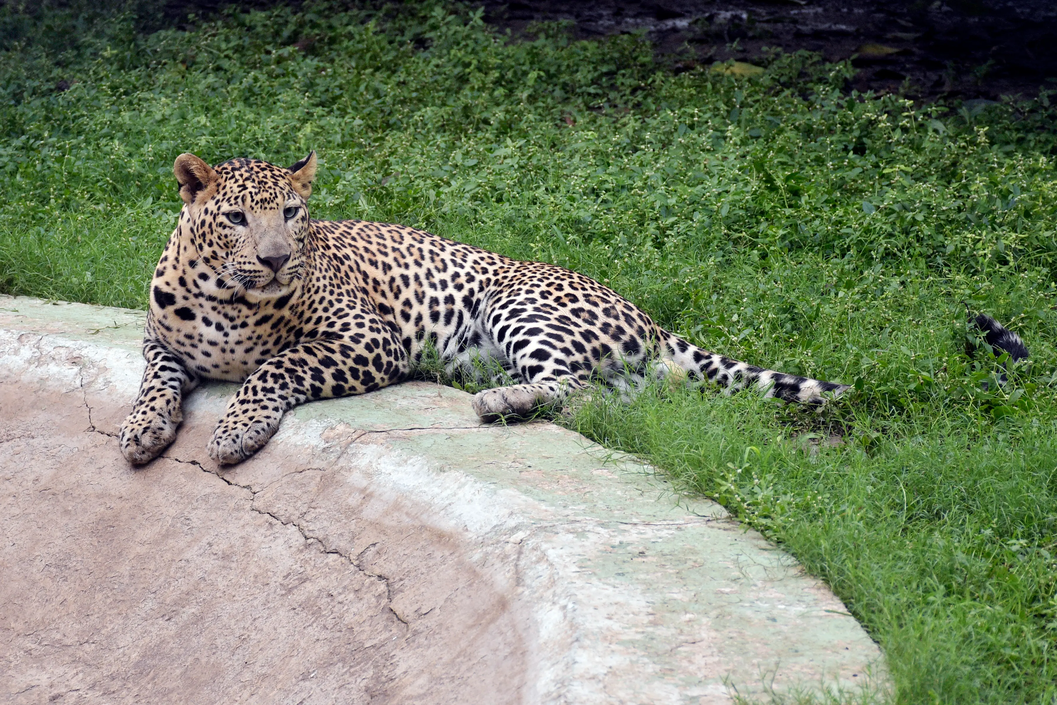 India’s first leopard sterilisation plan to start soon in Maharashtra - Here's what we know about it