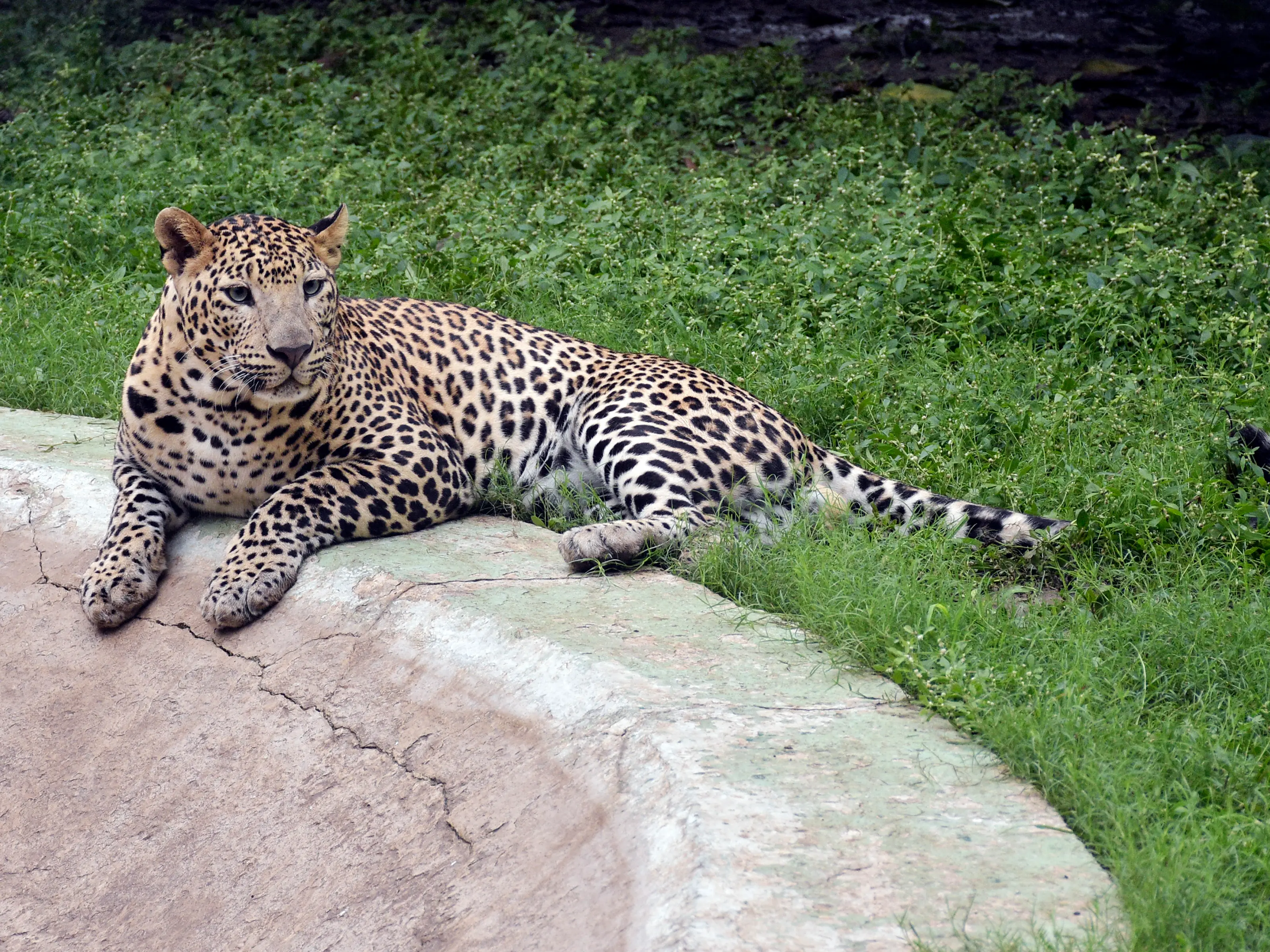 India’s first leopard sterilisation plan to start soon in Maharashtra - Here's what we know about it India’s first leopard sterilisation plan to start soon in Maharashtra - Here's what we know about it