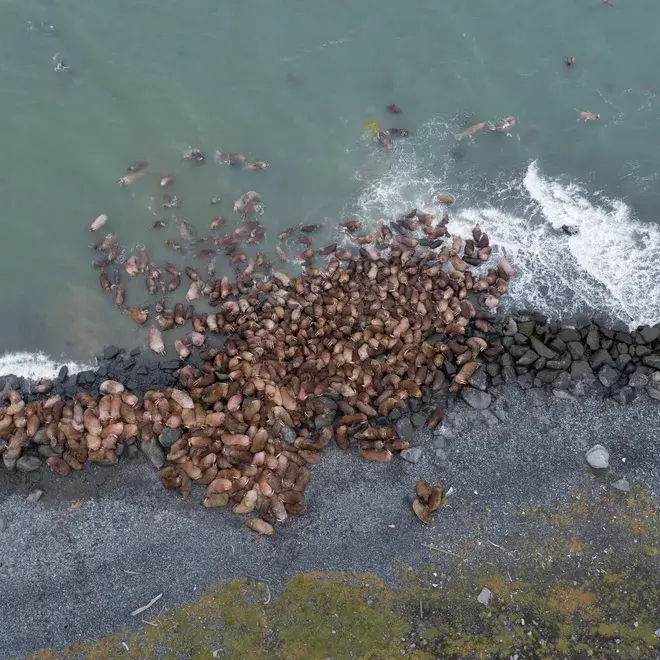 Never-seen-before discovery in Arctic! Scientists find THIS surprising species using satellite imagery