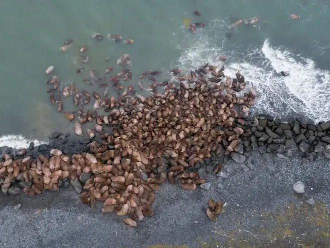 Never-seen-before discovery in Arctic! Scientists find THIS surprising species using satellite imagery Never-seen-before discovery in Arctic! Scientists find THIS surprising species using satellite imagery