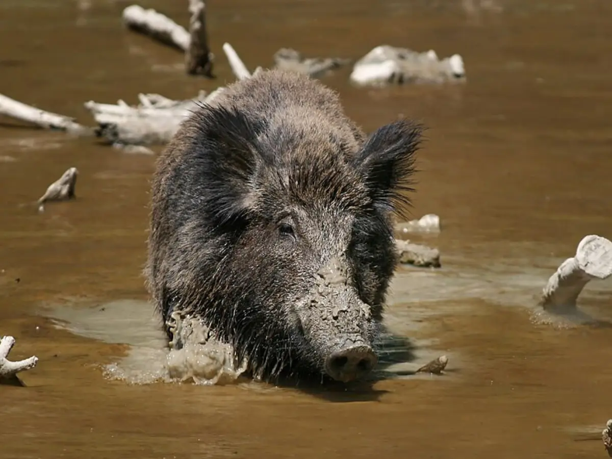 Don't eat game meat: Warnings issued as hunters stumble upon 'neon blue' wild pigs in California Don't eat game meat: Warnings issued as hunters stumble upon 'neon blue' wild pigs in California