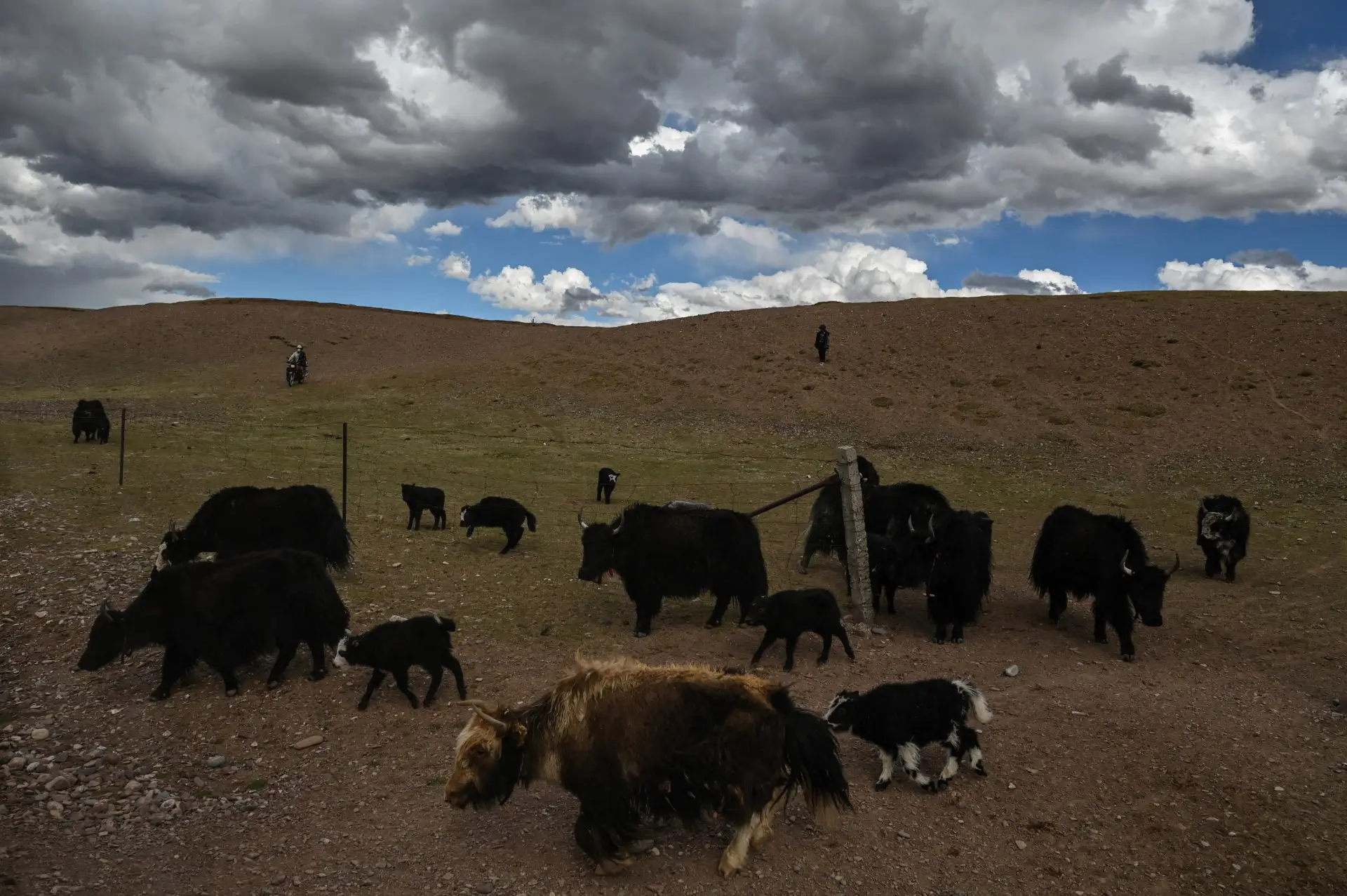 What the researchers found about these microbes?