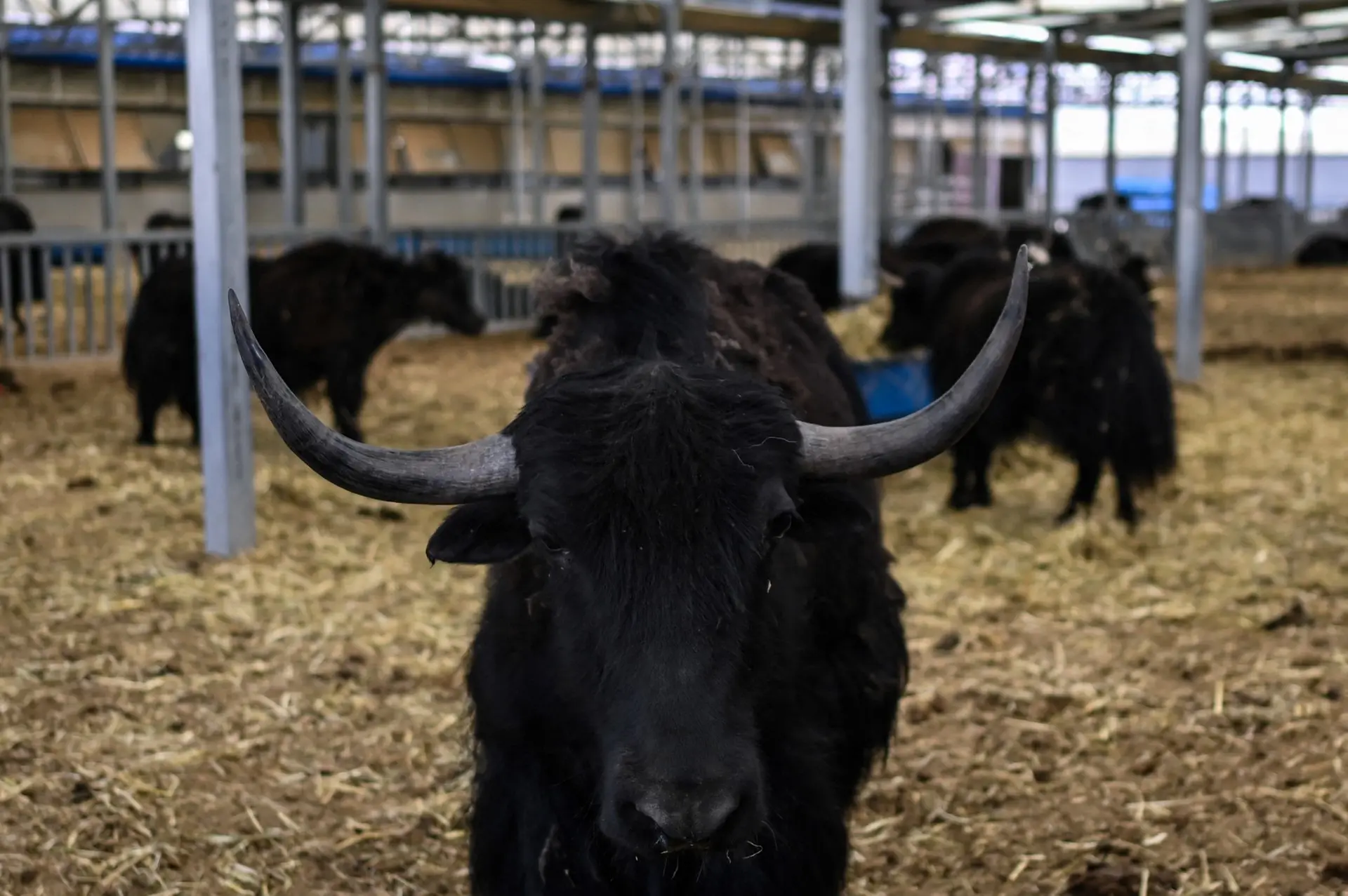 Importance of these microbes