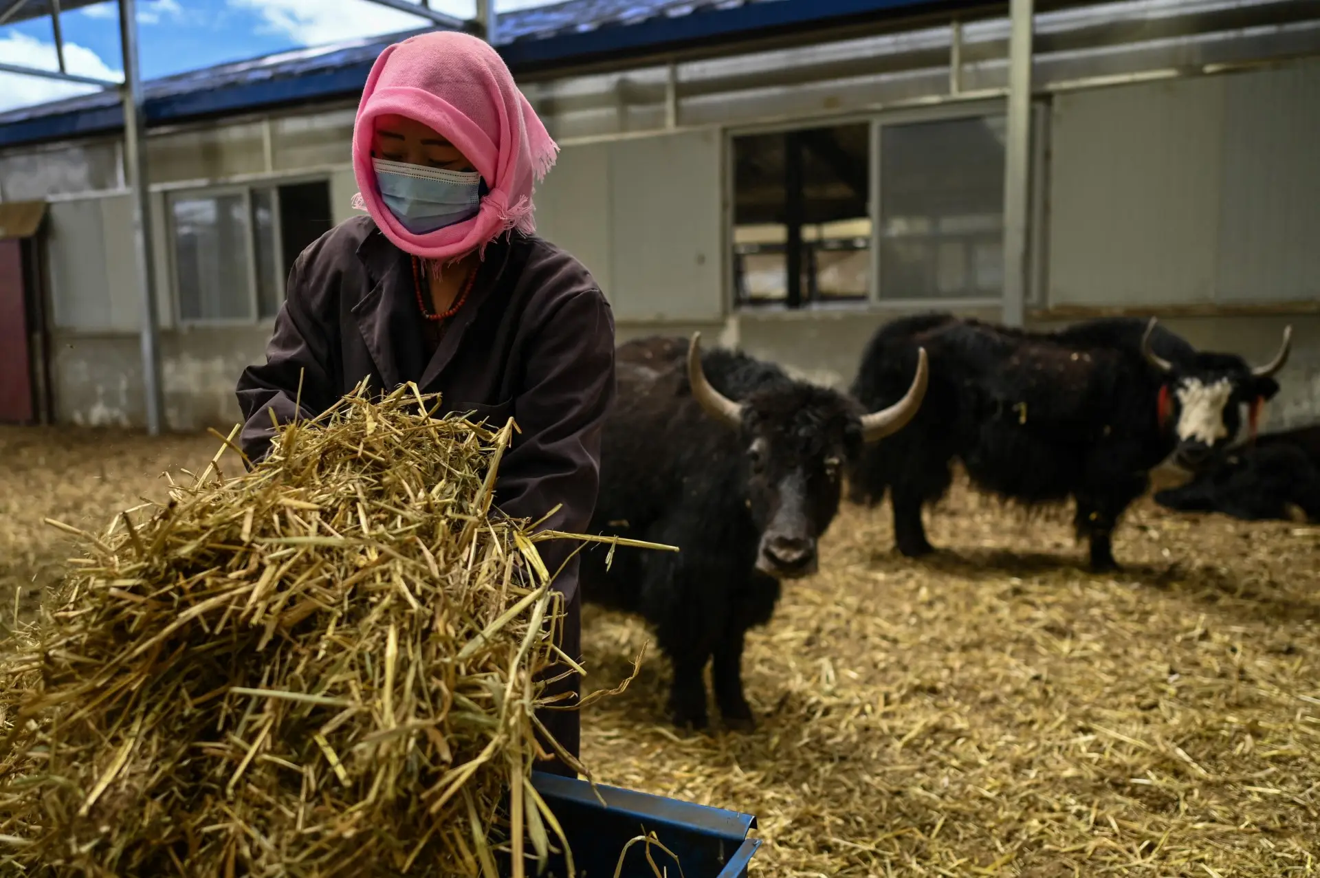 How it can be used as bioweapon?