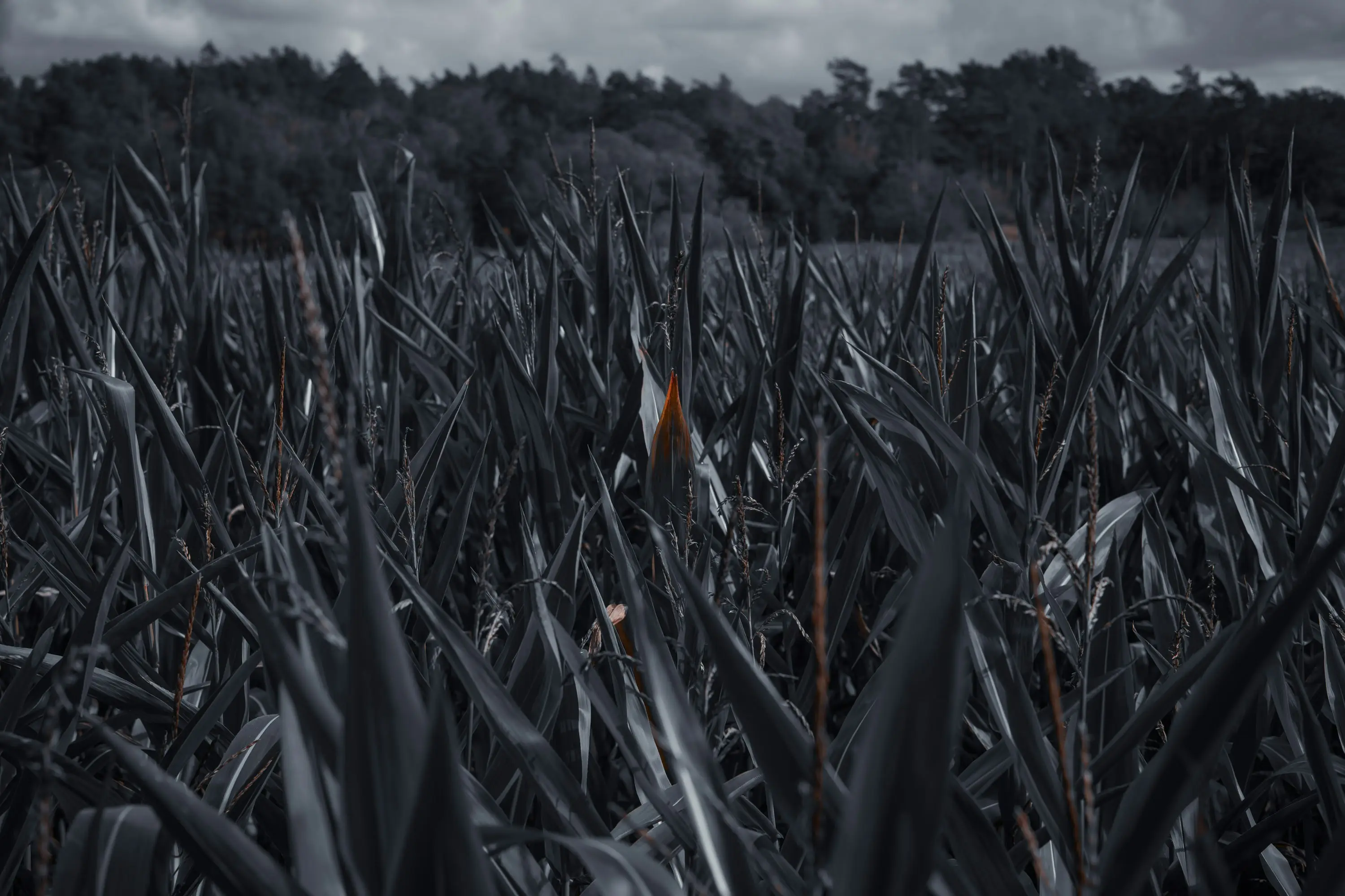 Crops will die, and slowly all animals will be wiped out