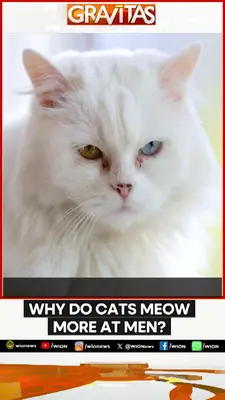 Wion News