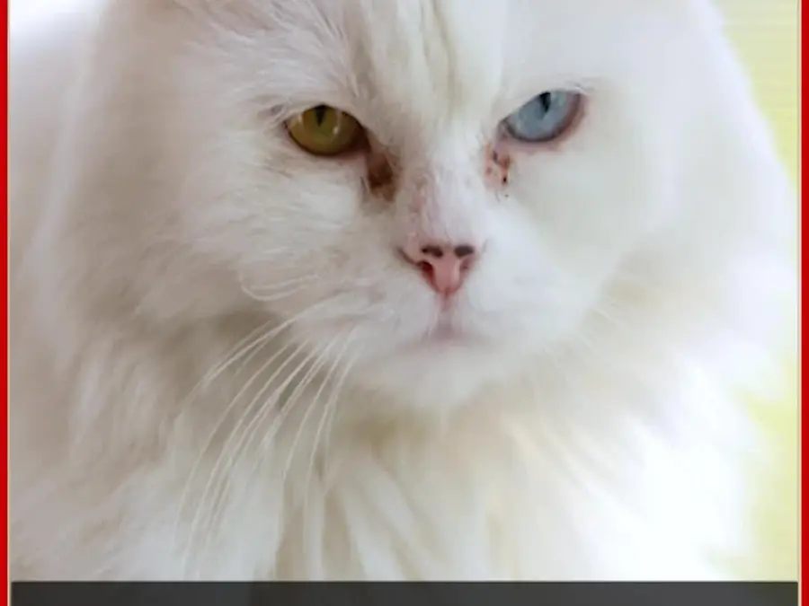 Why Your Cat Meows at You, Especially If You Are Male? 