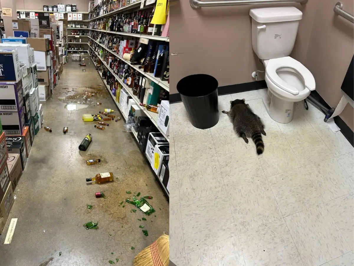 A raccoon’s wild night out as he breaks into liquor store and then passes out in the bathroom