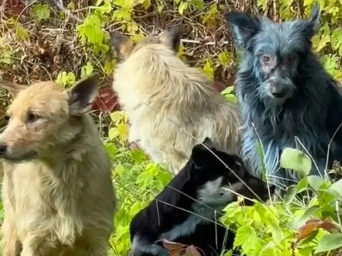 Remember the blue dogs of Chernobyl? They were apparently rolling in POOP Remember the blue dogs of Chernobyl? They were apparently rolling in POOP