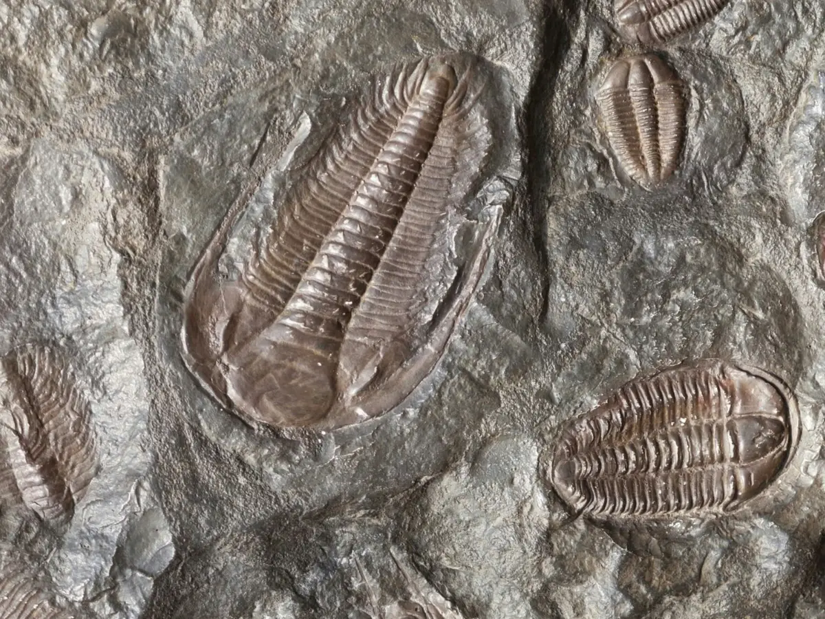 520-million-year-old discovery in China leaves scientists stunned - Miniature brain and nerves