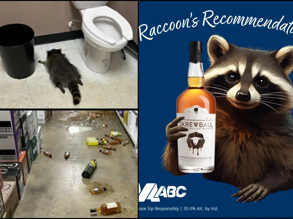 'Trashed' raccoon found boozed out shoots to fame, inspiring cocktails, T-shirts and SNL