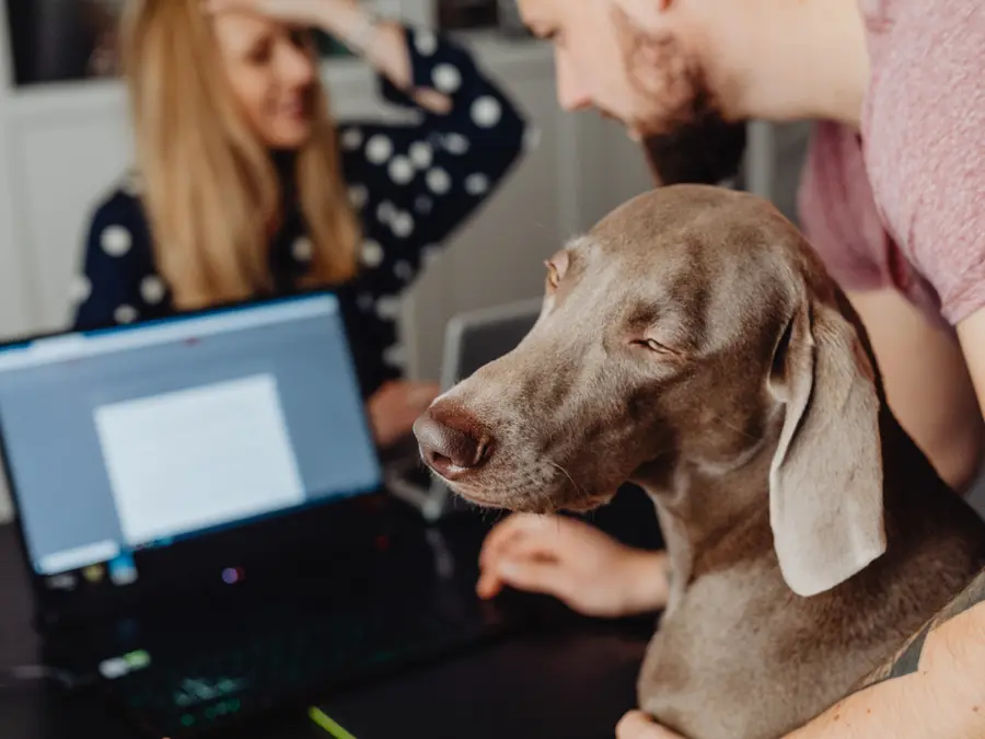 Australian teens defy under-16 social media bans by using dog pictures. So, how 'safe' are they?