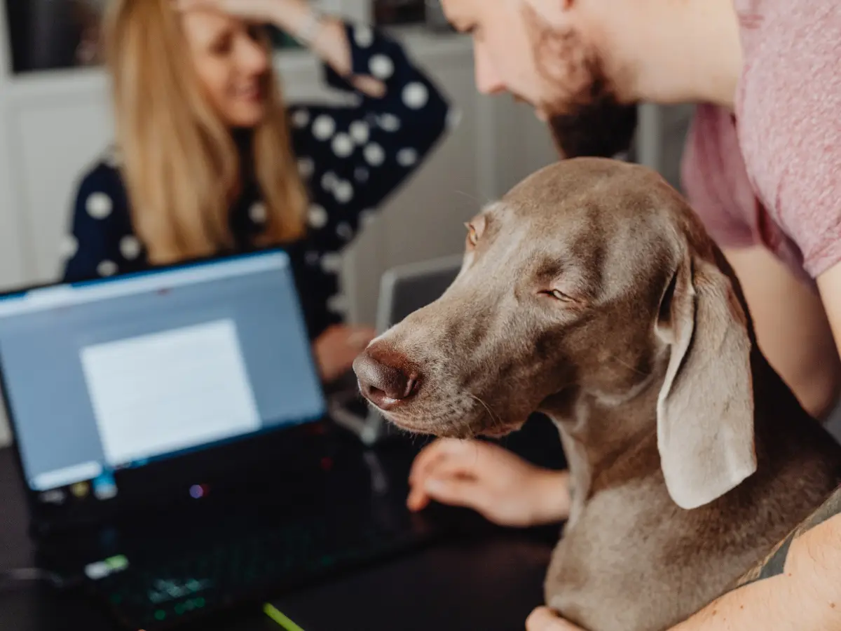 Australian teens defy under-16 social media bans by using dog pictures. So, how 'safe' are they? Australian teens defy under-16 social media bans by using dog pictures. So, how 'safe' are they?