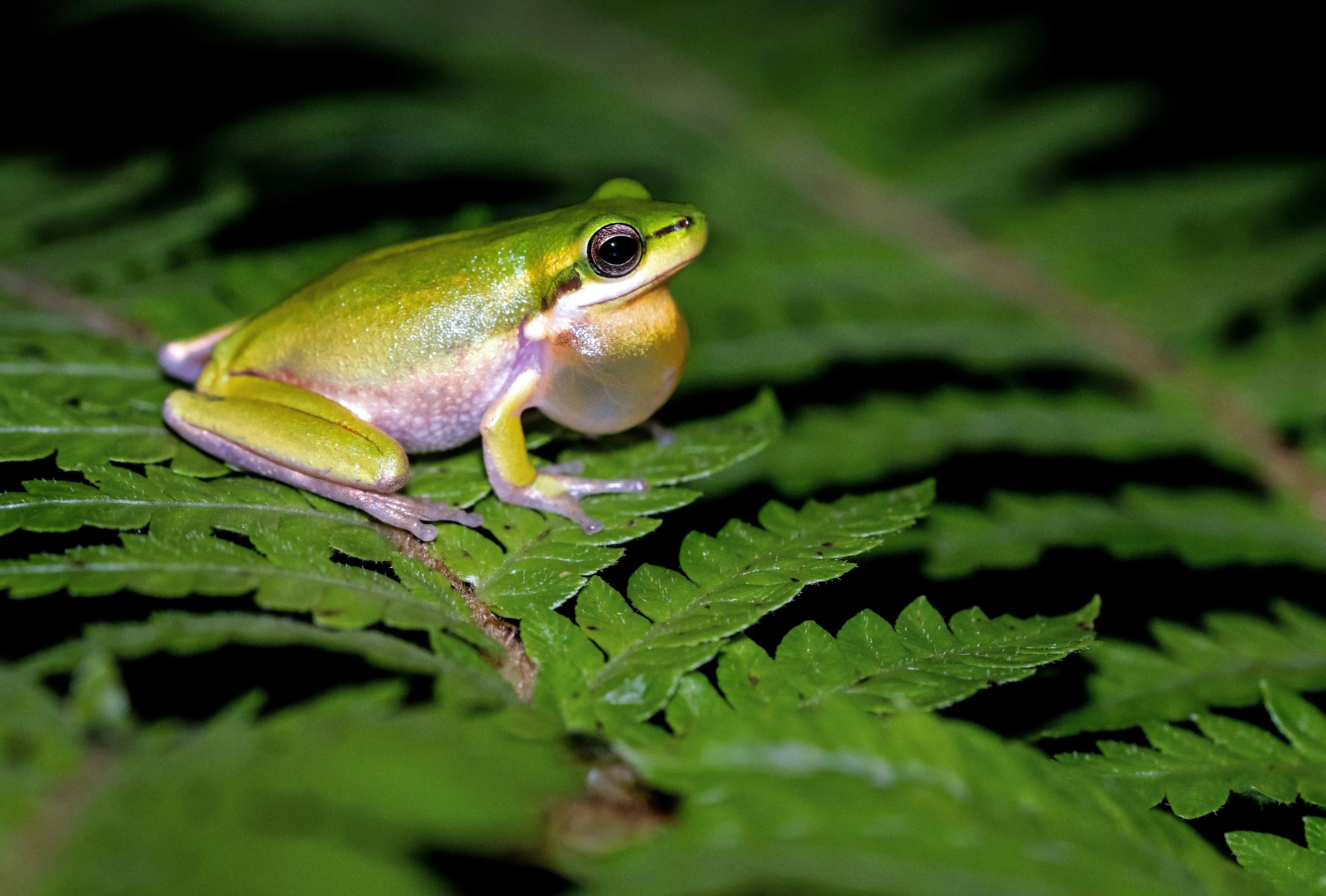 THESE 3 newly found Tanzanian toads break nature’s rules: Know what it is