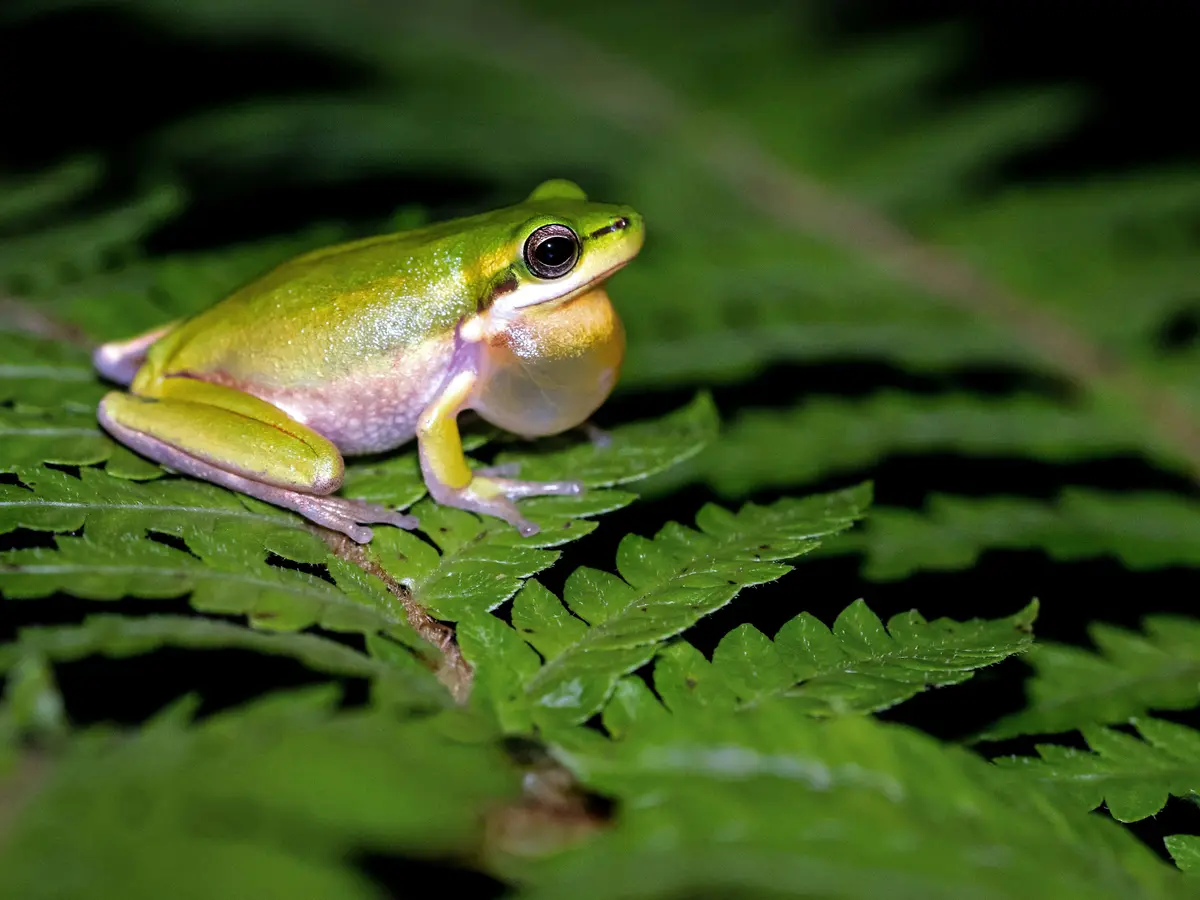 Scientists Discover Three New Tanzanian Toad Species