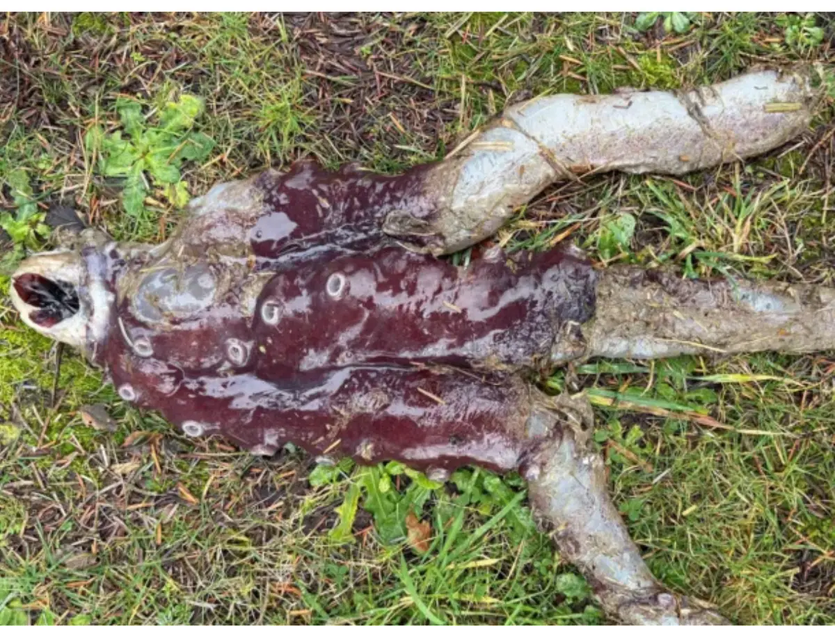 Fragments of seven-legged giant with 20 inch arms wash ashore in Scotland. It is a...