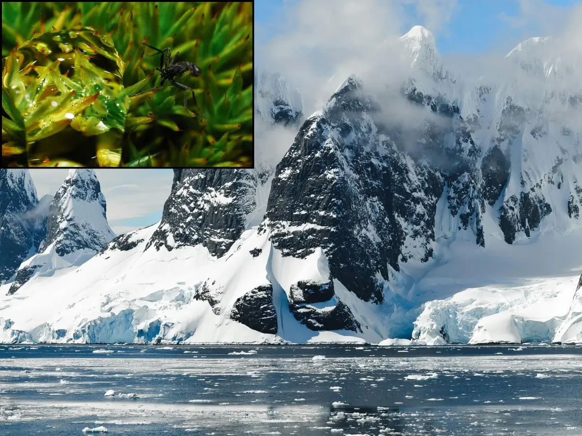 Scientists alarmed at noticing a scary feeding trait in the only Antarctic bug Scientists alarmed at noticing a scary feeding trait in the only Antarctic bug