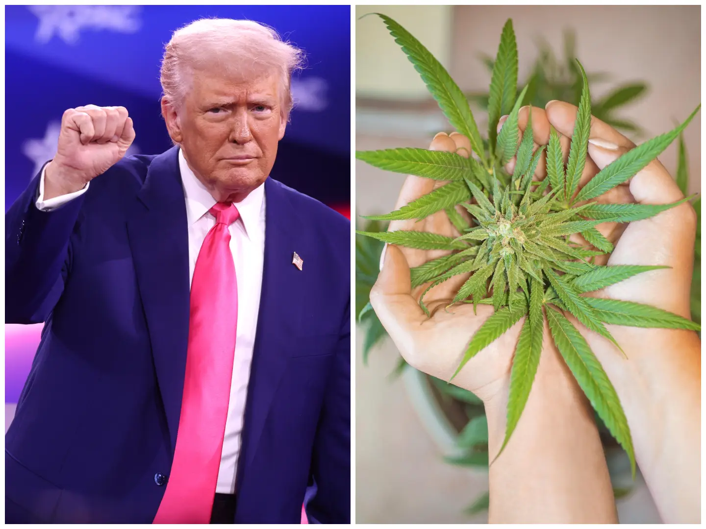 Trump order on marijuana will reclassify it for first time in 50 years, say reports. What will change?