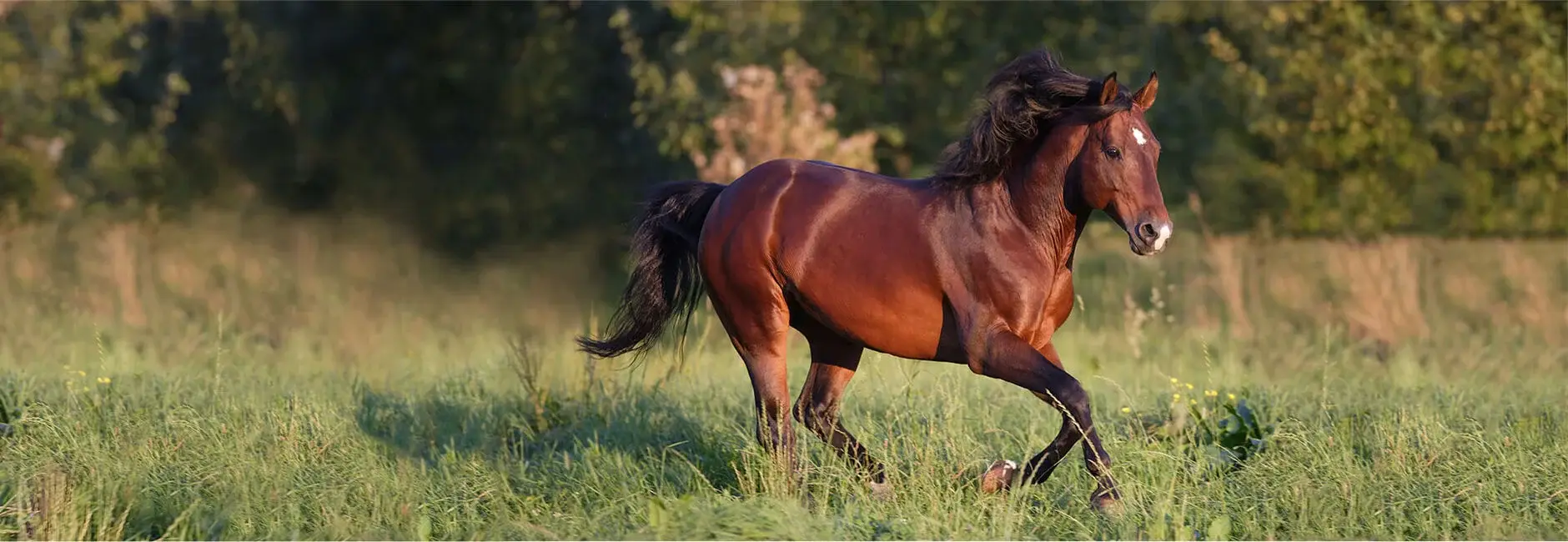 American Quarter Horse
