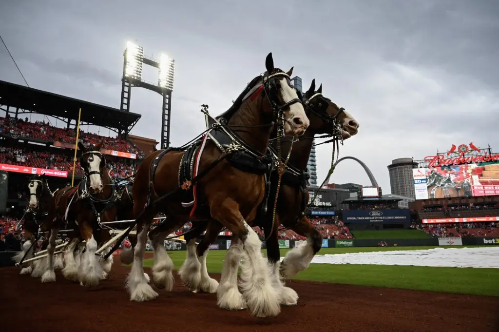 Clydesdale