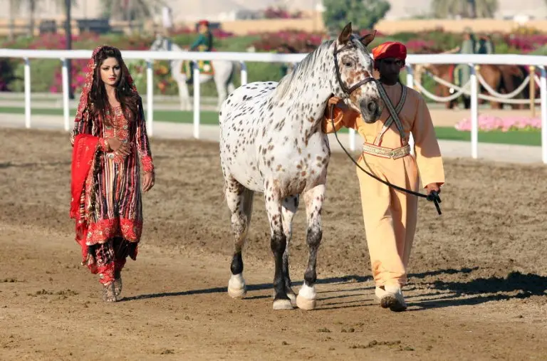 Appaloosa