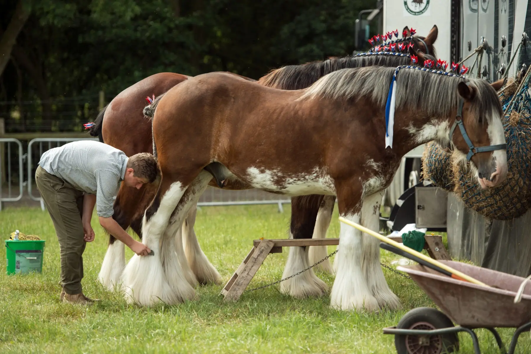 Shire Horse