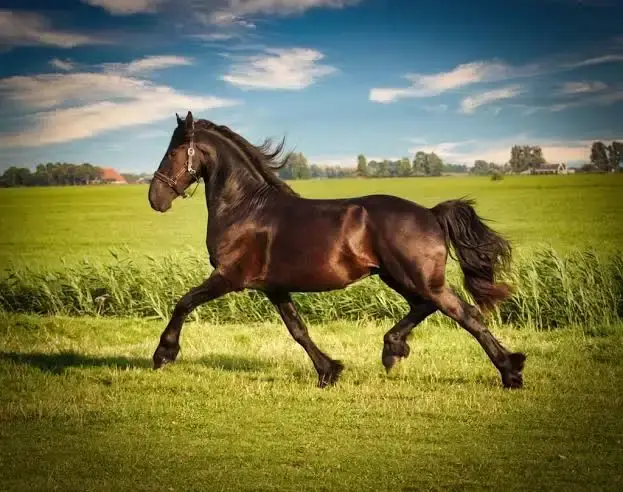 Friesian