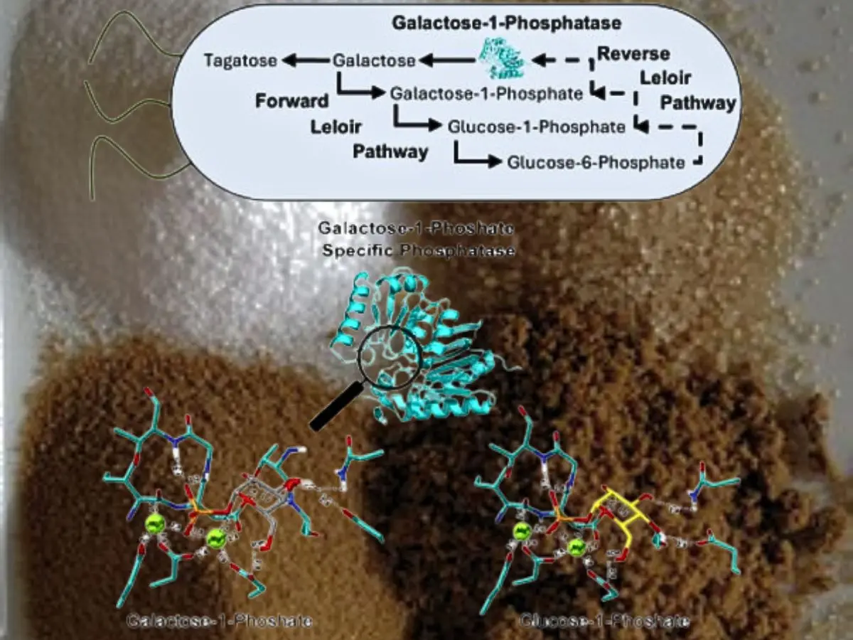 'This sugar isn’t grown or refined': Engineered bacteria turn glucose into a healthier sweetener