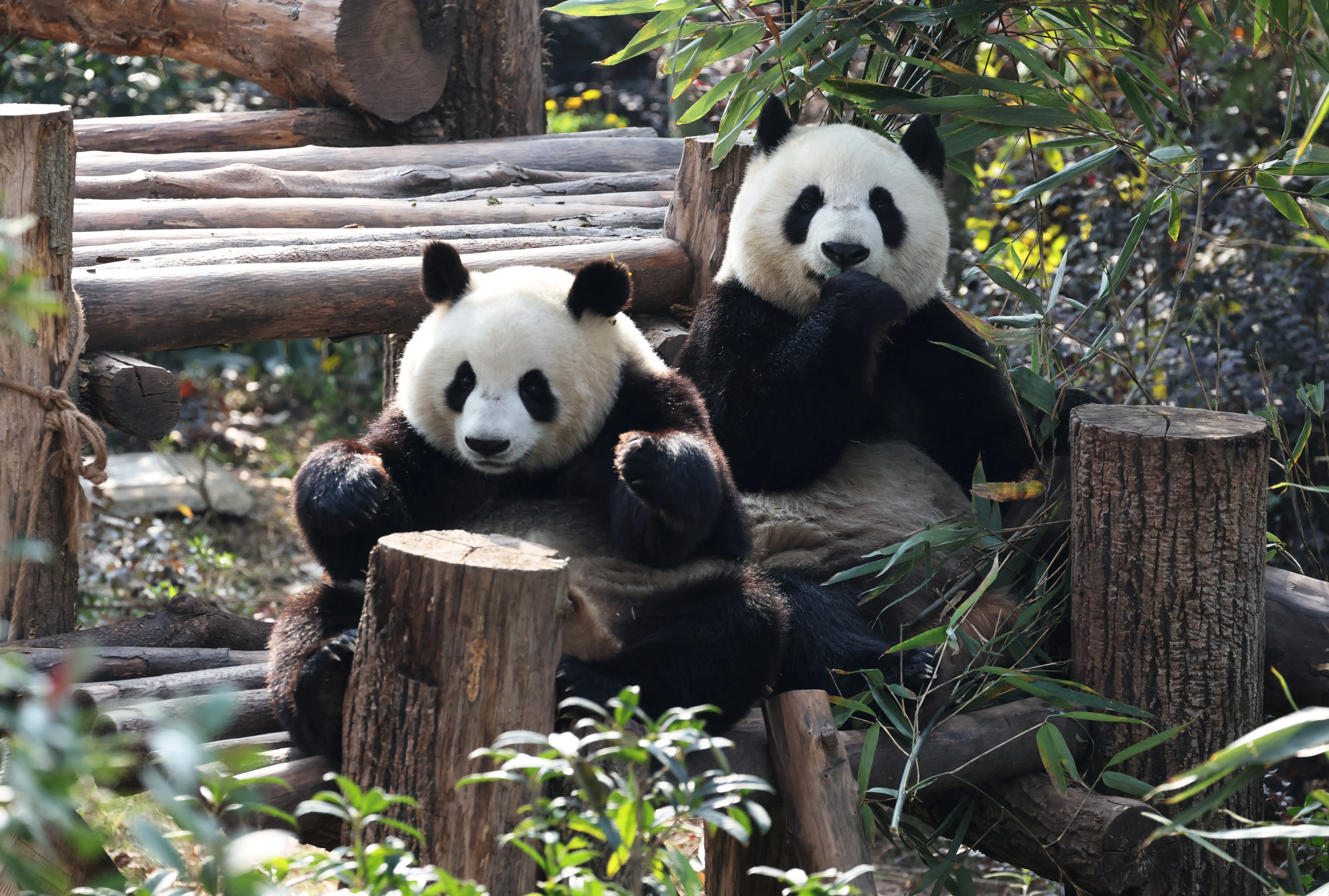Japan’s only two pandas to be repatriated to China; what is panda diplomacy