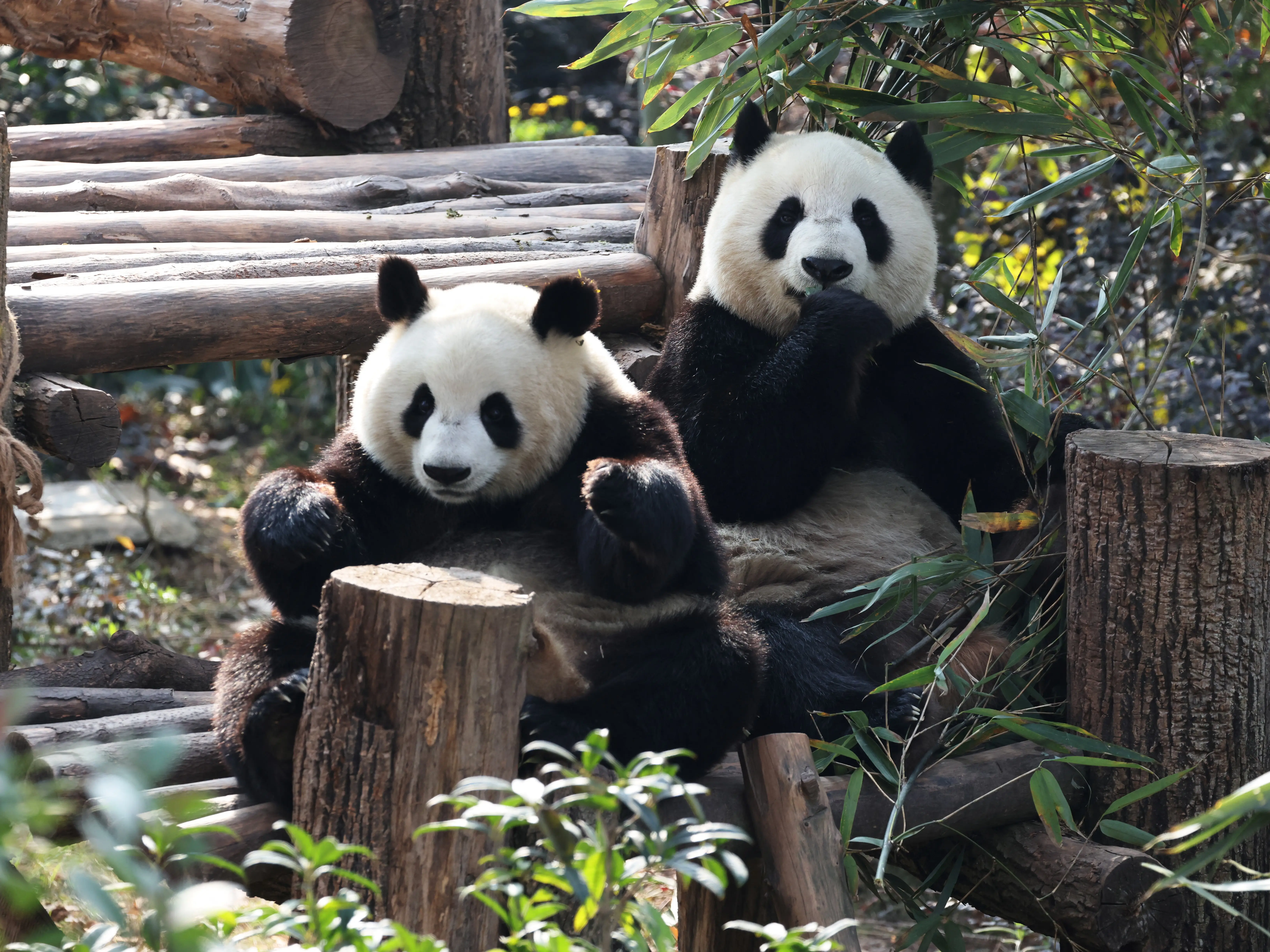 Japan’s only two pandas to be repatriated to China; what is panda diplomacy Japan’s only two pandas to be repatriated to China; what is panda diplomacy