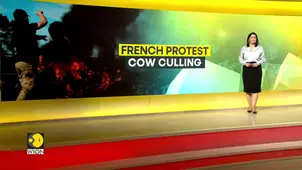 France protests: Cow culling due to a lumpy skin disease sparks outrage across France