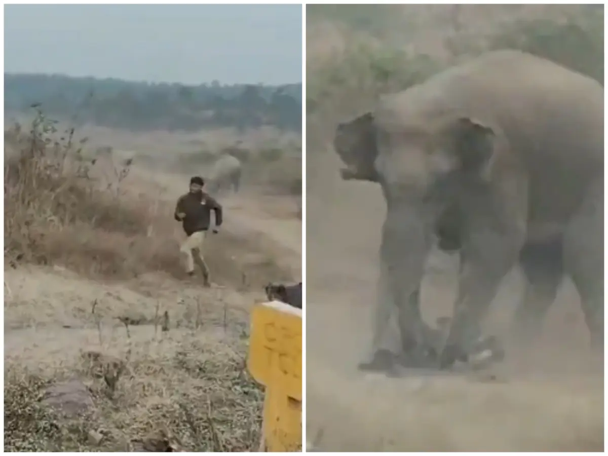 Horrifying video: Jharkhand man trampled to death while taking selfies with a herd of wild elephants