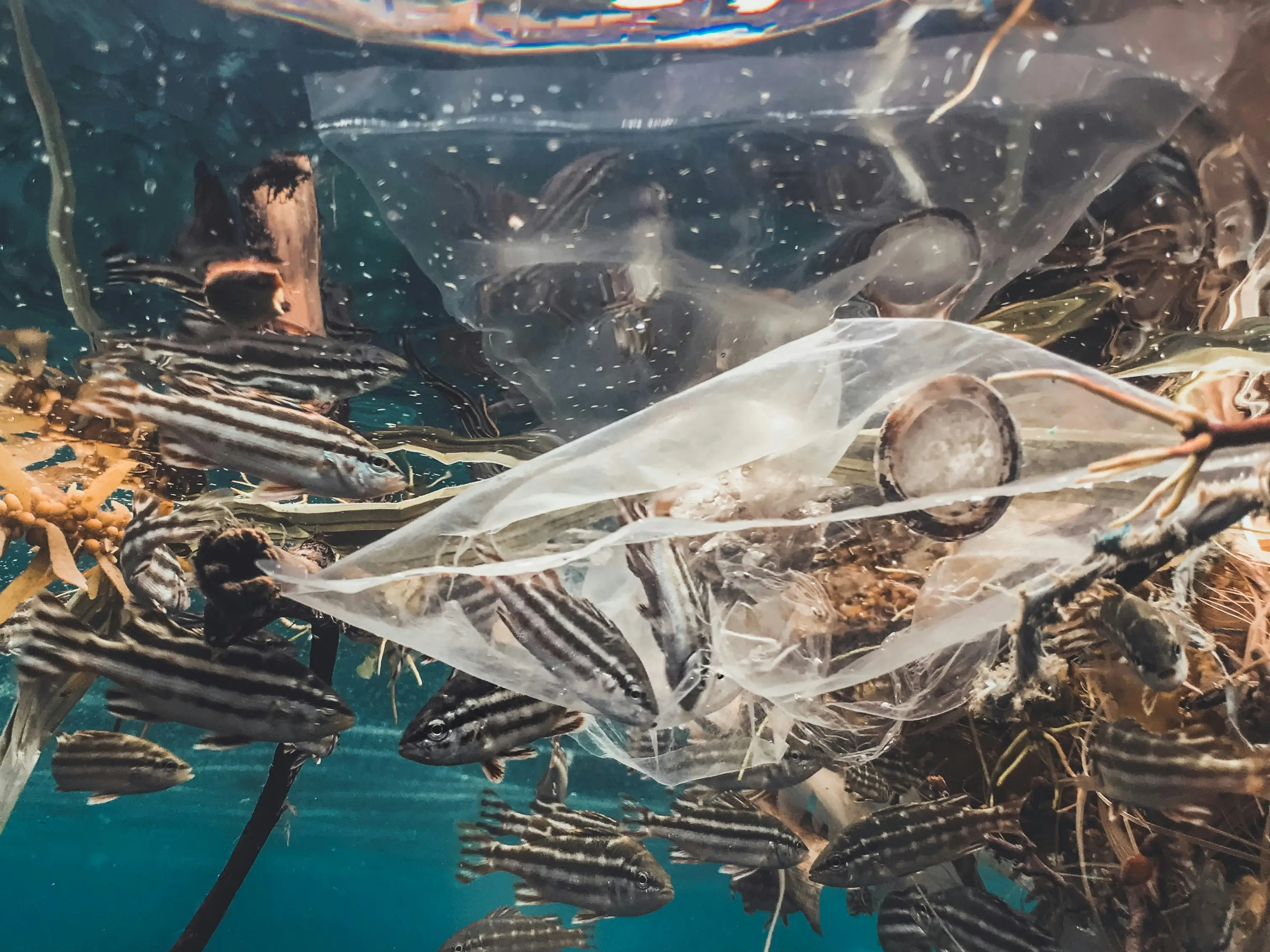 8 million tons of plastic is ripping through the oceans like tornadoes 8 million tons of plastic is ripping through the oceans like tornadoes