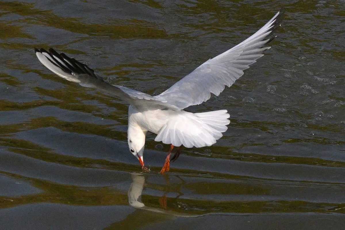 Why was a migratory seagull with Chinese GPS tracker found on Karnataka coast