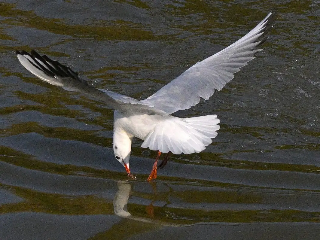 Why was a migratory seagull with Chinese GPS tracker found on Karnataka coast Why was a migratory seagull with Chinese GPS tracker found on Karnataka coast
