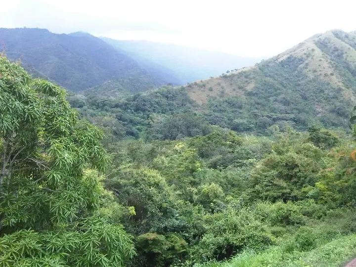 The "White Swan" Delivery Service