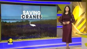 North America: 3,300 Acres Protected for Whooping Cranes 