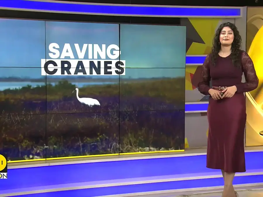 North America: 3,300 Acres Protected for Whooping Cranes 
