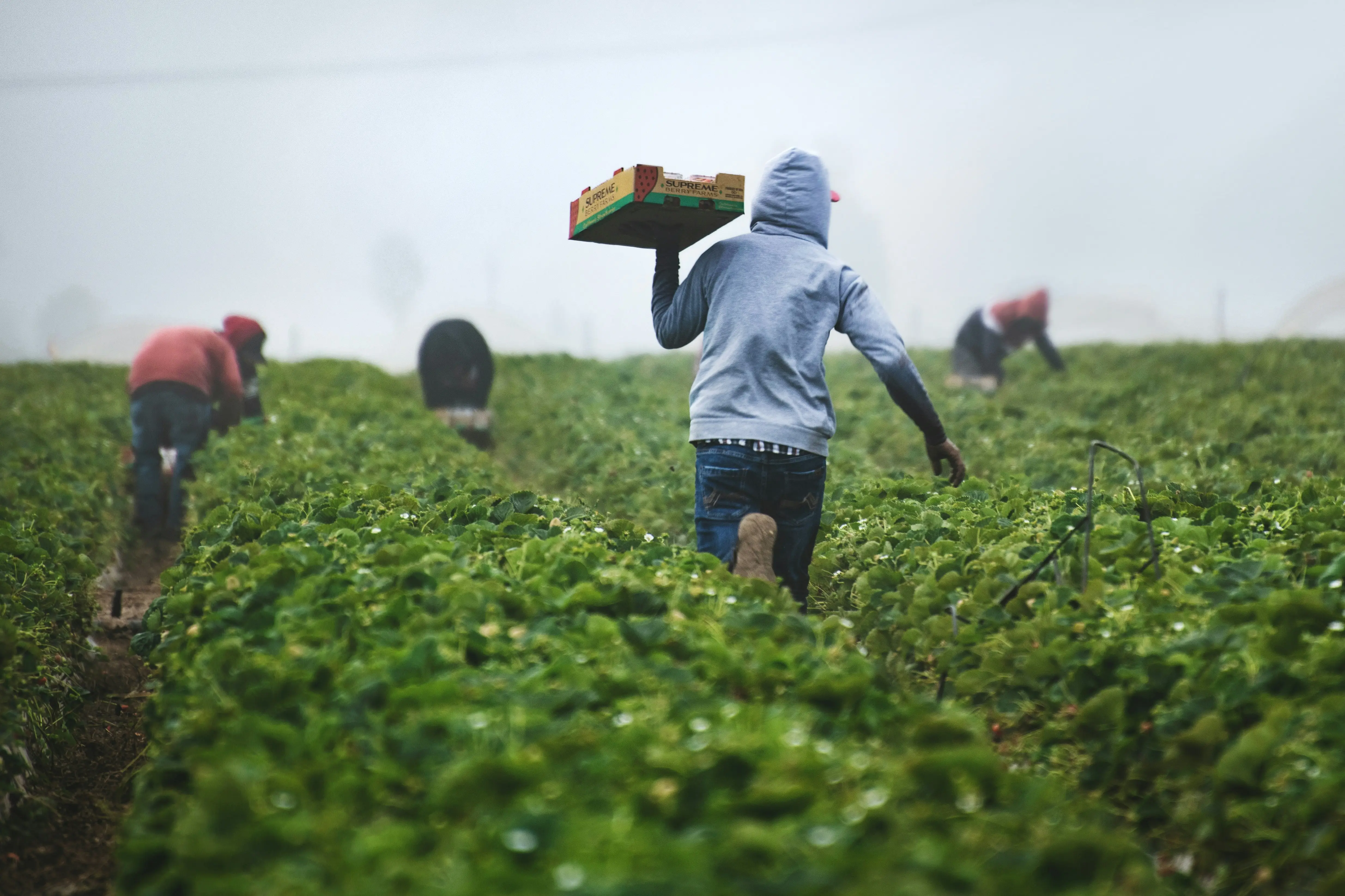 Labour Market Reforms