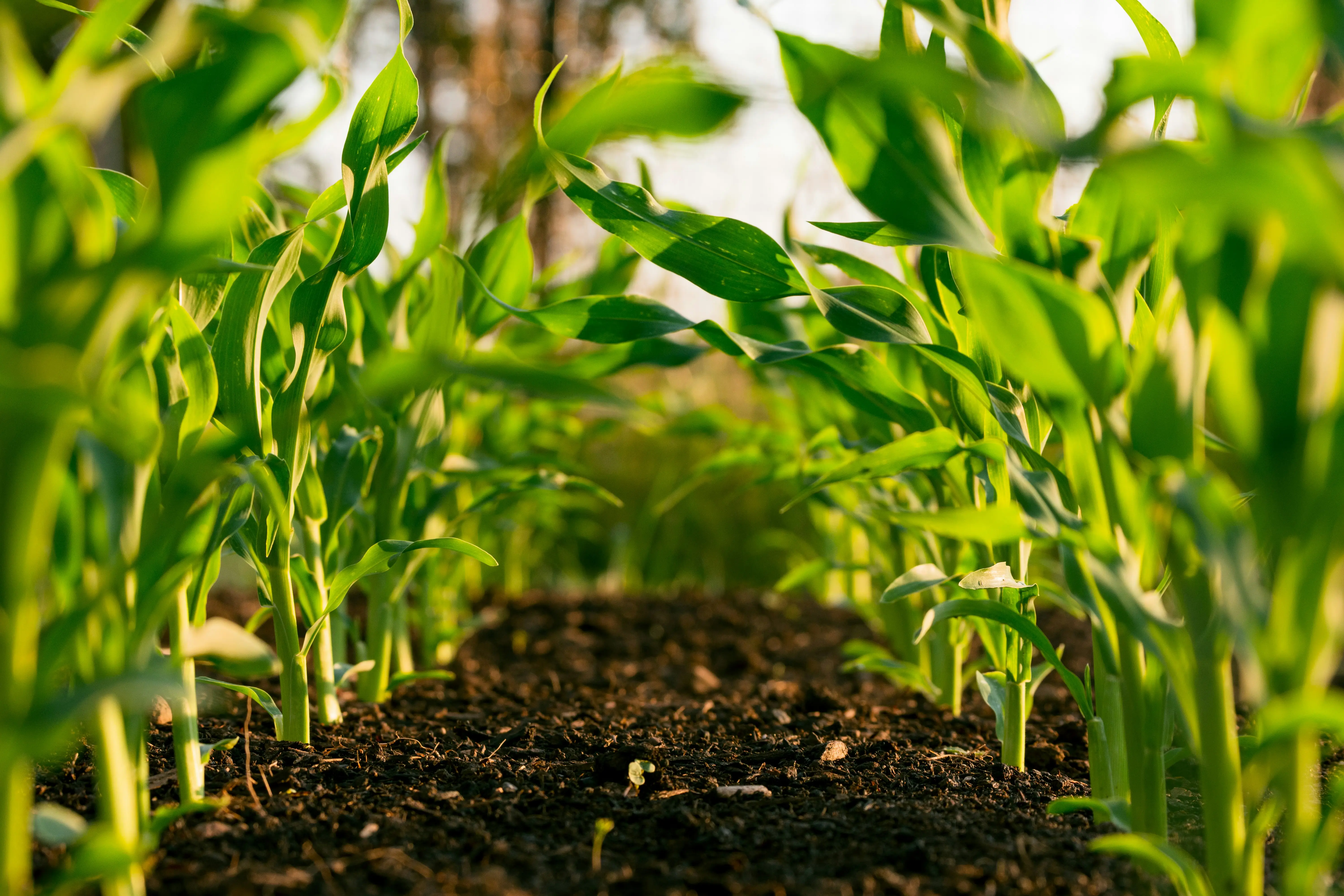 Smarter Soil Health Optimising Fertiliser Inputs