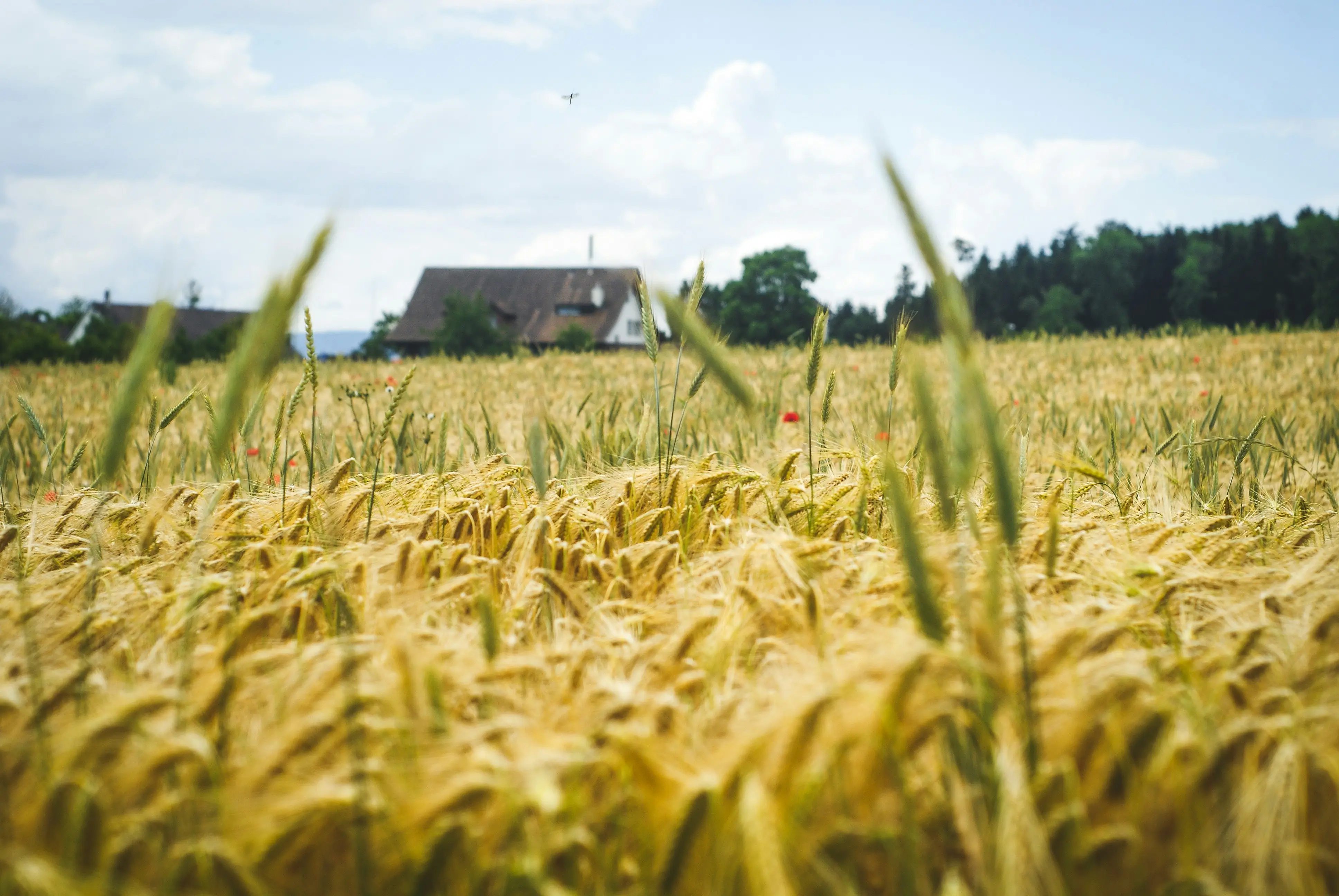 The Future is Automated One-Third of Farms to use AI