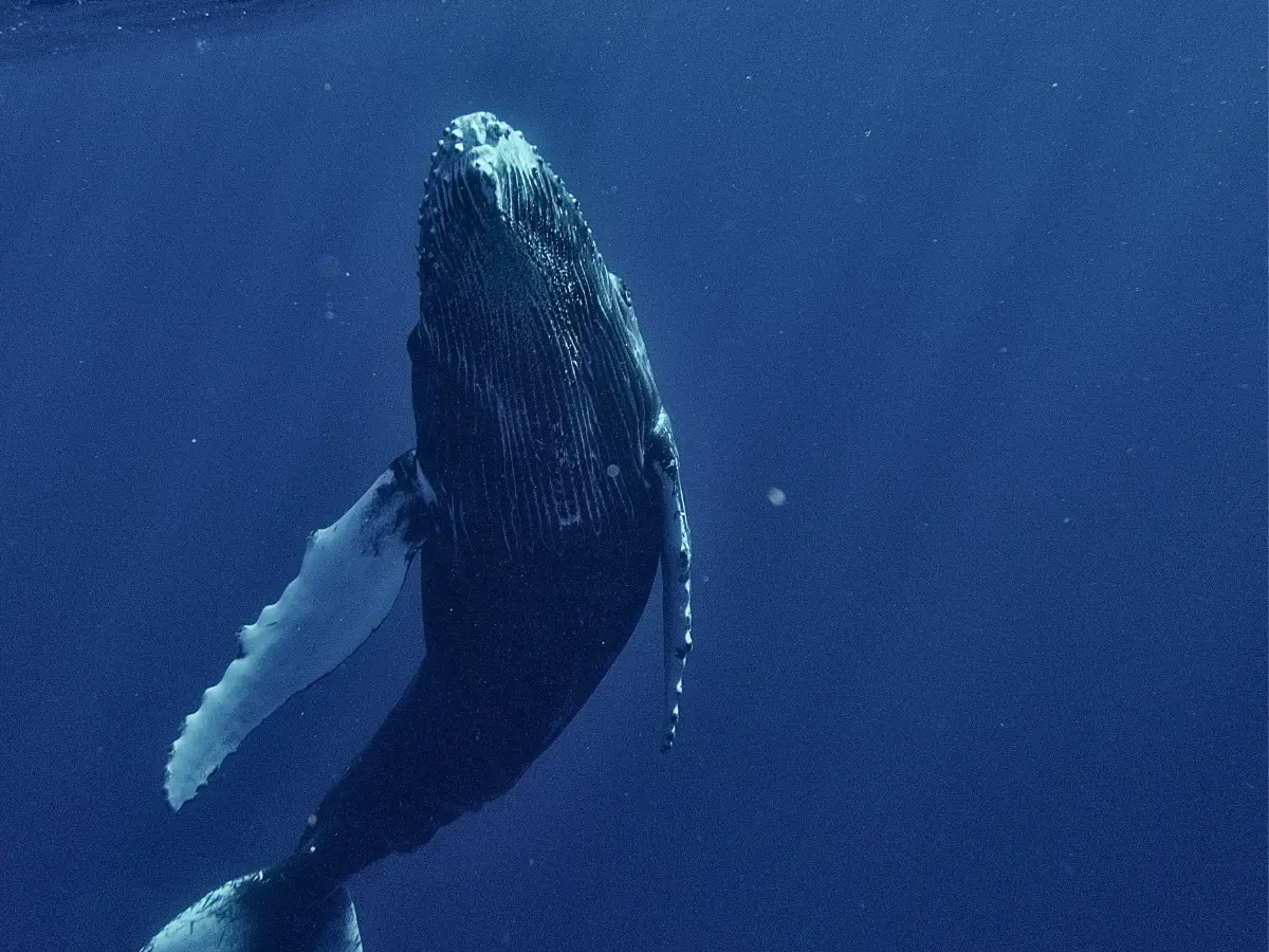 Scientists detect deadly whale virus from breath
