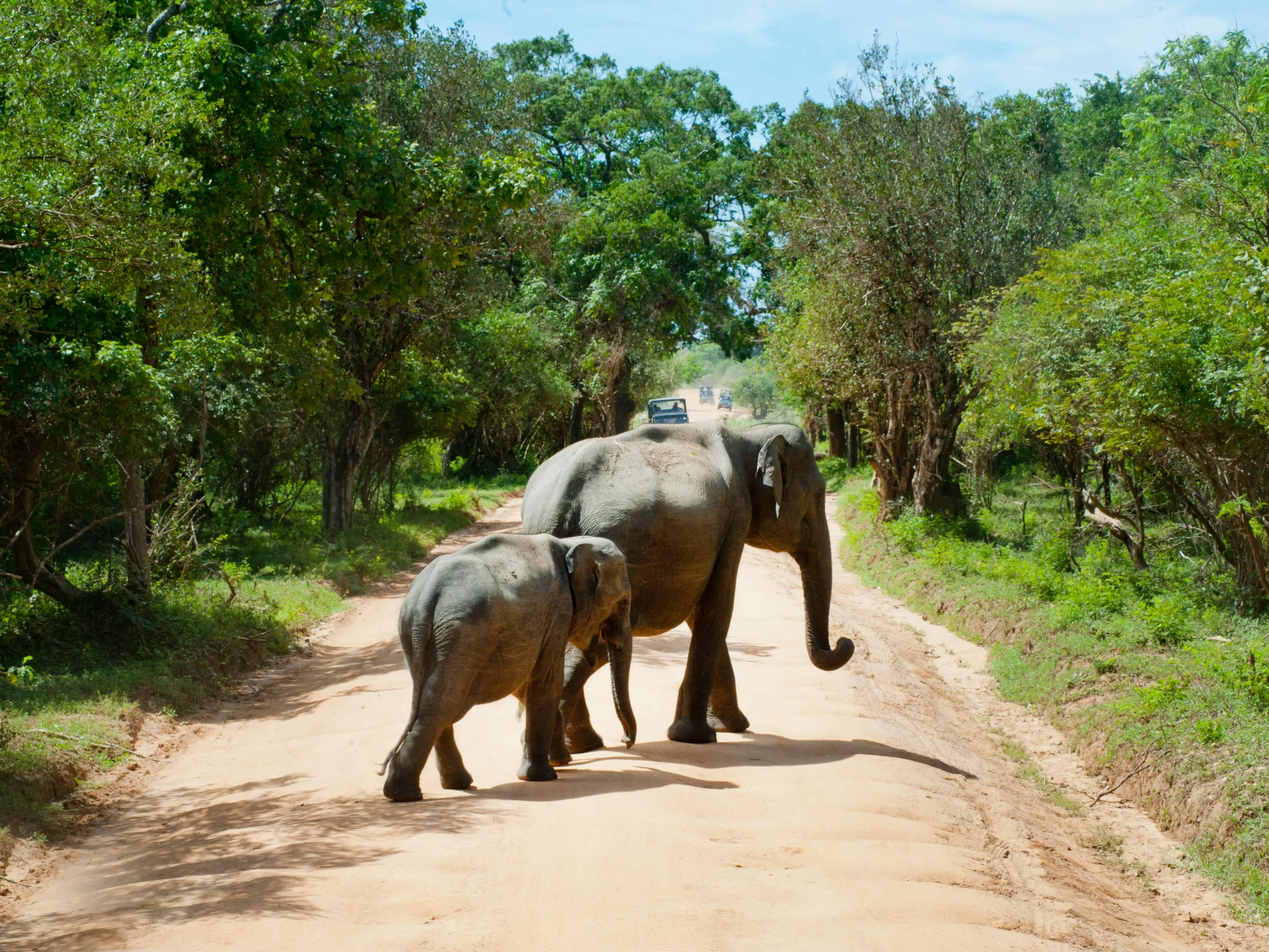 Seven elephants killed in train accident in Assam Seven elephants killed in train accident in Assam