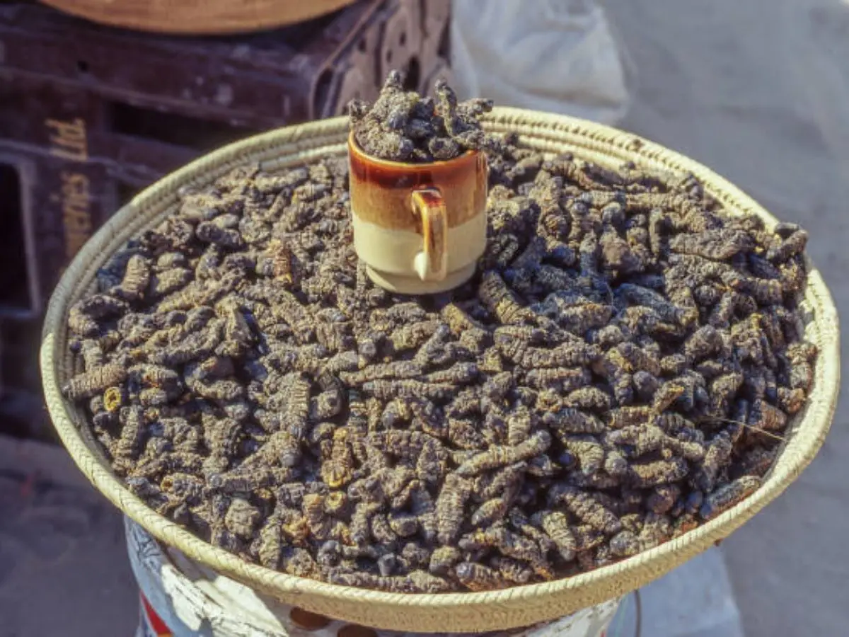 Mopane Worms, Southern Africa