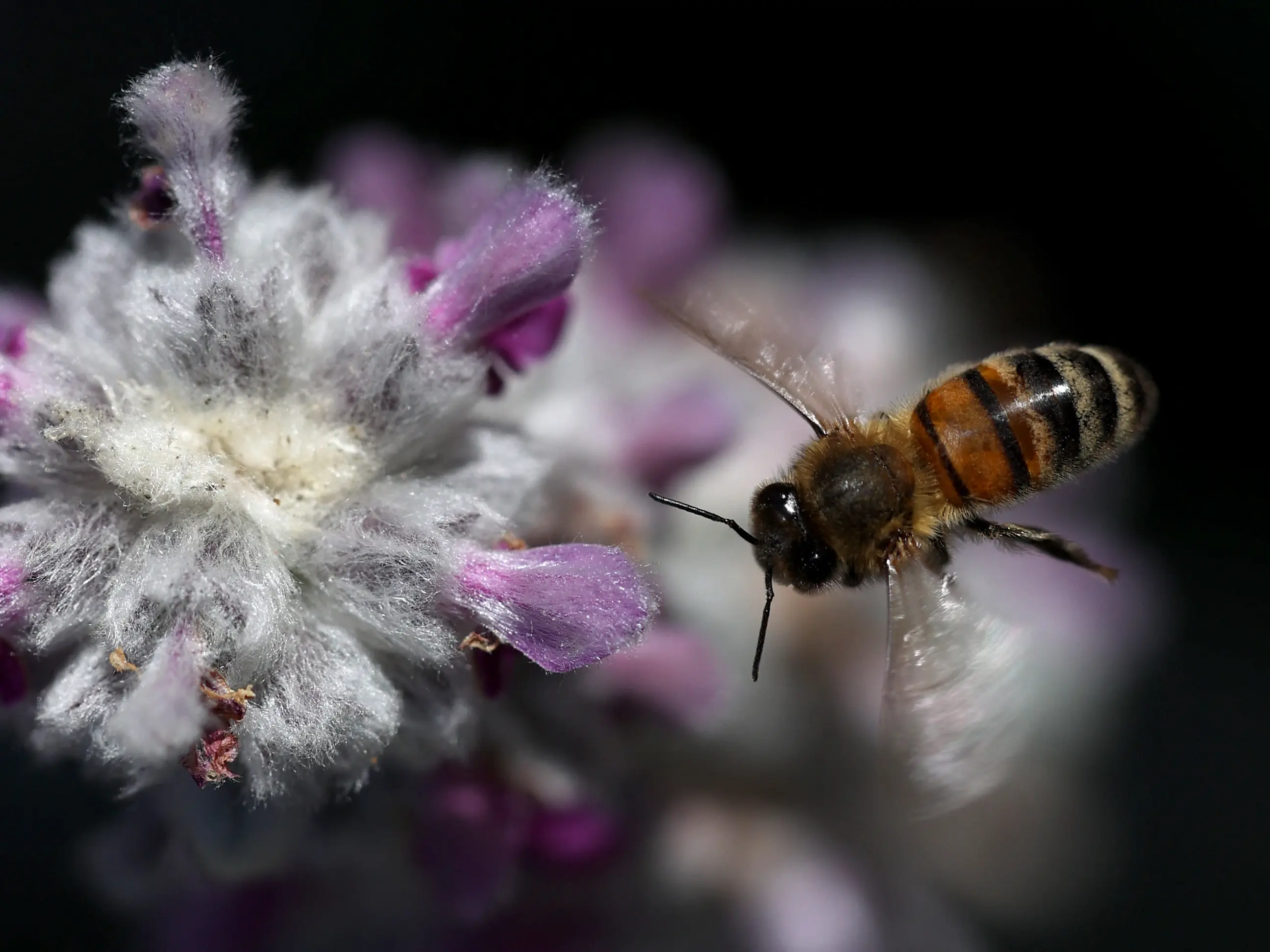 Australian study finds honeybee venom fights aggressive breast cancer, promising future therapies Australian study finds honeybee venom fights aggressive breast cancer, promising future therapies