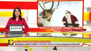 Reindeers under threat as wolf population expands in Finland
