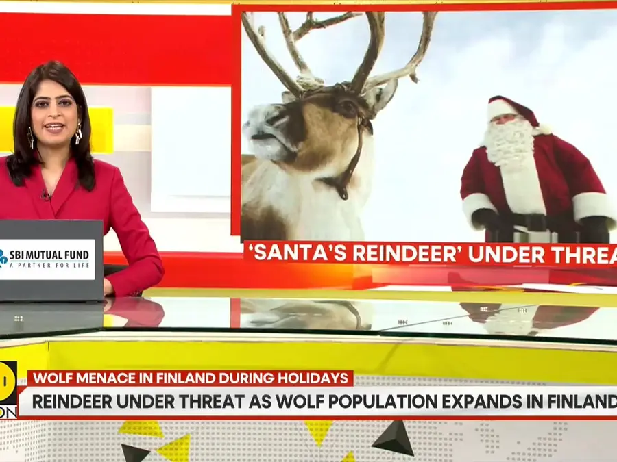 Reindeers under threat as wolf population expands in Finland